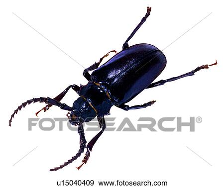 Bugs and Insects, Insect View Large Photo Image Stock Photo - Bugs and Insects, Insect. Fotosearch