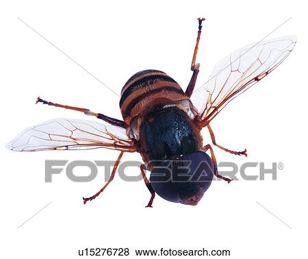 Stock Photo - Bugs and Insects, Insect. Fotosearch
