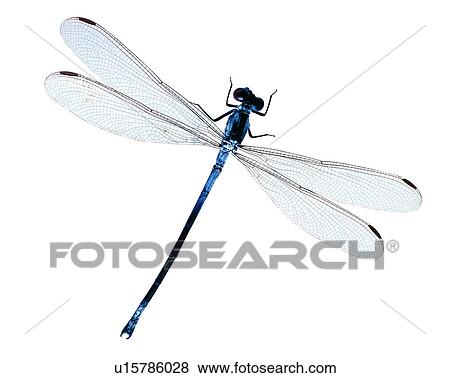 Bugs and Insects, Insect View Large Photo Image Stock Photo - Bugs and Insects, Insect. Fotosearch
