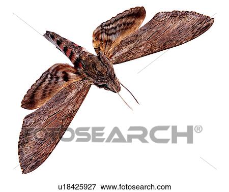Bugs and Insects, Insect View Large Photo Image Stock Photo - Bugs and Insects, Insect. Fotosearch