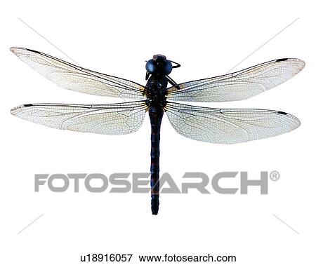 Stock Photo - Bugs and Insects, Insect. Fotosearch