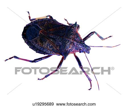 Bugs and Insects, Insect View Large Photo Image Stock Photo - Bugs and Insects, Insect. Fotosearch