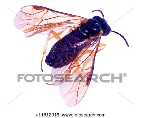 Bugs and Insects, Insect View Large Photo Image Stock Photograph - Bugs and Insects, Insect. Fotosearch
