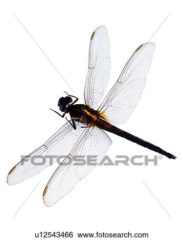 Bugs and Insects, Insect View Large Photo Image Stock Photograph - Bugs and Insects, Insect. Fotosearch