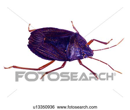 Stock Photograph - Bugs and Insects, Insect. Fotosearch