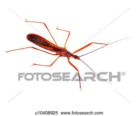 Stock Photography - Bugs and Insects, Insect. Fotosearch
