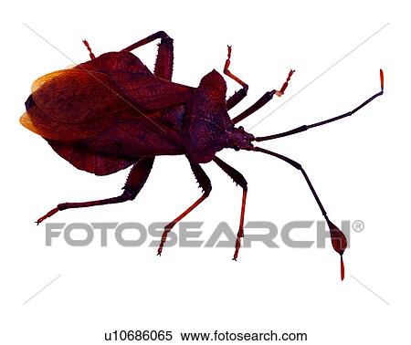 Bugs and Insects, Insect View Large Photo Image Stock Photography - Bugs and Insects, Insect. Fotosearch