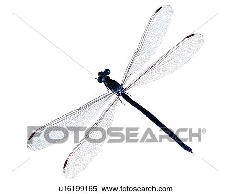 Stock Photography - Bugs and Insects, Insect. Fotosearch