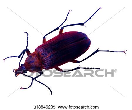 Stock Photography - Bugs and Insects, Insect. Fotosearch