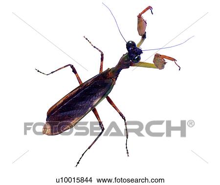 Picture - Bugs and Insects, Insects, Acromantis formosana. Fotosearch