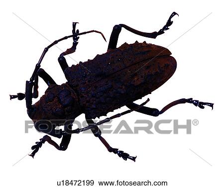 Stock Photo - Bugs and Insects, Insects, Aethalodes verrucosus formosanus. Fotosearch