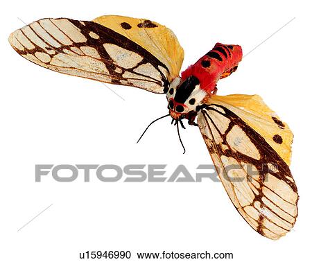 Stock Image - Bugs and Insects, Insects, Areas galactina formosana. Fotosearch