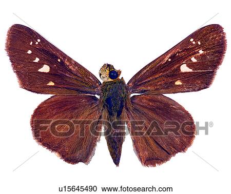 Stock Image - Bugs and Insects, Insects, Borbo cinnara, Butterfly. Fotosearch