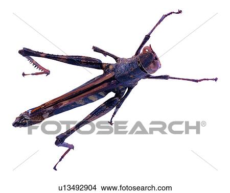 Bugs and Insects, Insects, Erianthus formosanus View Large Photo Image Picture - Bugs and Insects, Insects, Erianthus formosanus. Fotosearch
