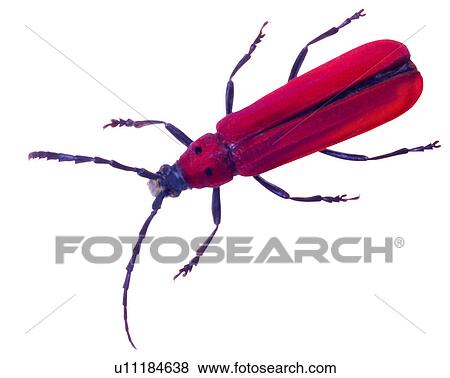 Bugs and Insects, Insects, Erythrus formosanus View Large Photo Image Stock Photo - Bugs and Insects, Insects, Erythrus formosanus. Fotosearch