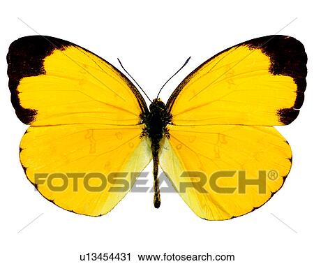 Bugs and Insects, Insects, Eurema hecabe hobsoni, Butterfly View Large Photo Image Stock Image - Bugs and Insects, Insects, Eurema hecabe hobsoni, Butterfly. Fotosearch