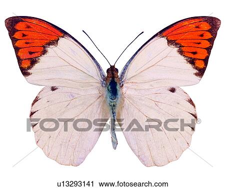 Stock Image - Bugs and Insects, Insects, Hebomoia glaucippe, Butterfly. Fotosearch