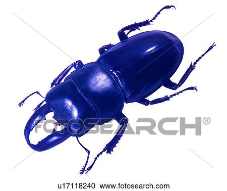 Stock Image - Bugs and Insects, Insects, Lucanus formosanus. Fotosearch