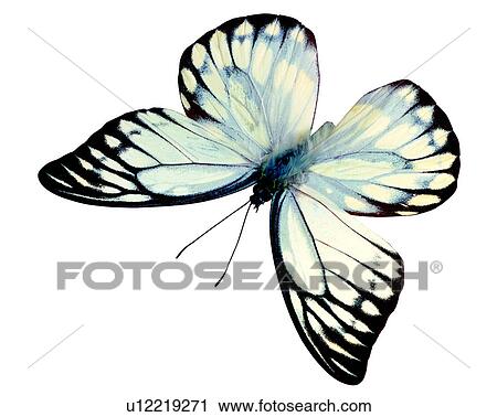 Bugs and Insects, Insects, Prioneris thestylis formosana, Butterfly View Large Photo Image Stock Image - Bugs and Insects, Insects, Prioneris thestylis formosana, Butterfly. Fotosearch