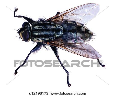 Stock Image - Bugs and Insects, Insects, Sarcophaga peregrina. Fotosearch