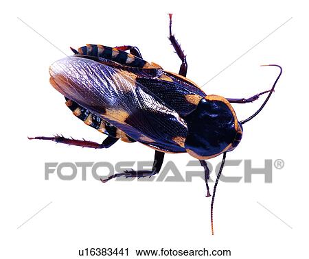 Stock Image - Bugs and Insects, Insects, Paranauphoeta formosana. Fotosearch