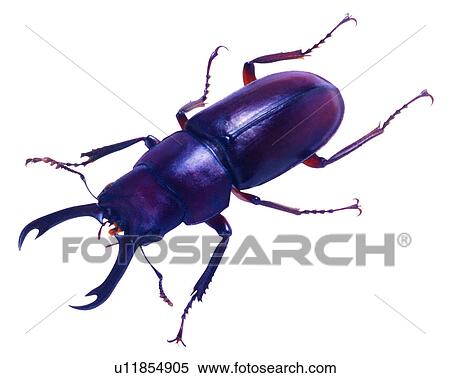 Stock Photography - Bugs and Insects, Insects, Prosopocoilus formosanus. Fotosearch