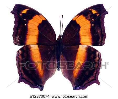 Picture - Bugs and Insects, Insects, Yoma sabina vasuki, Butterfly. Fotosearch