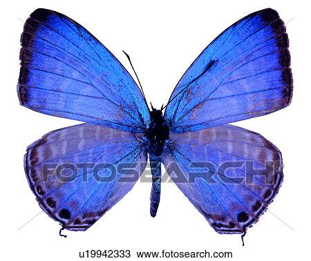 Bugs and Insects, Jamides alecto, Butterfly, Insects View Large Photo Image Stock Image - Bugs and Insects, Jamides alecto, Butterfly, Insects. Fotosearch