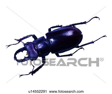 Stock Image - Bugs and Insects, Lucanus kanoi, Insects. Fotosearch