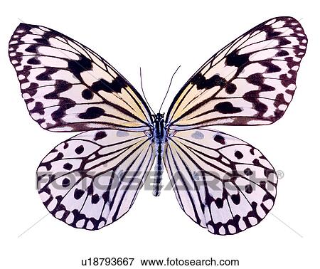 Butterfly, Bugs and Insects, Idea leuconoe, Insects View Large Photo Image Stock Photo - Butterfly, Bugs and Insects, Idea leuconoe, Insects. Fotosearch