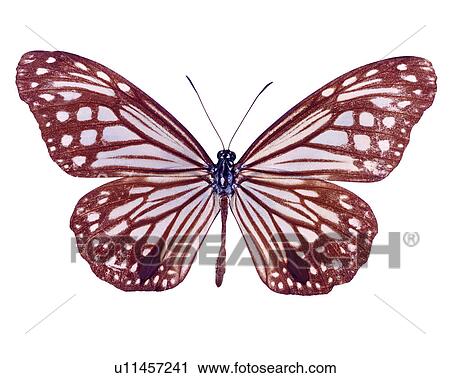 Butterfly, Bugs and Insects, Insects, Parantica aglea View Large Photo Image Stock Image - Butterfly, Bugs and Insects, Insects, Parantica aglea. Fotosearch