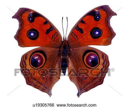 Stock Photograph - Butterfly, Bugs and Insects, Junoia almana, Insects. Fotosearch