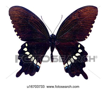 Butterfly, Bugs and Insects, Papilio polytes, Insects View Large Photo Image Stock Image - Butterfly, Bugs and Insects, Papilio polytes, Insects. Fotosearch