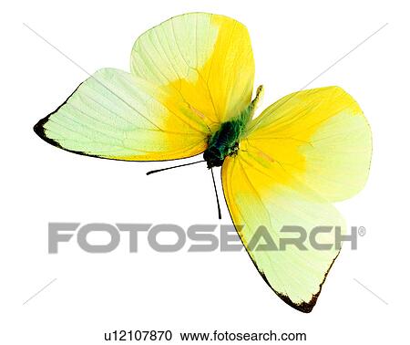 Butterfly, Catopsilia pomona, Insects, Bugs and Insects View Large Photo Image Stock Image - Butterfly, Catopsilia pomona, Insects, Bugs and Insects. Fotosearch