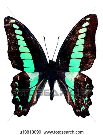 Butterfly, Graphium sarpedon, Bugs and Insects, Insects View Large Photo Image Stock Photo - Butterfly, Graphium sarpedon, Bugs and Insects, Insects. Fotosearch