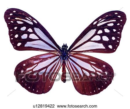 Butterfly, Insects, Bugs and Insects, Parantica melaneus View Large Photo Image Stock Image - Butterfly, Insects, Bugs and Insects, Parantica melaneus. Fotosearch