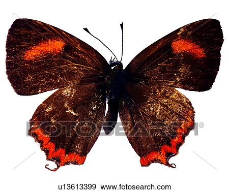 Butterfly, Insects, Bugs and Insects, Heliophorus ila View Large Photo Image Stock Photo - Butterfly, Insects, Bugs and Insects, Heliophorus ila. Fotosearch