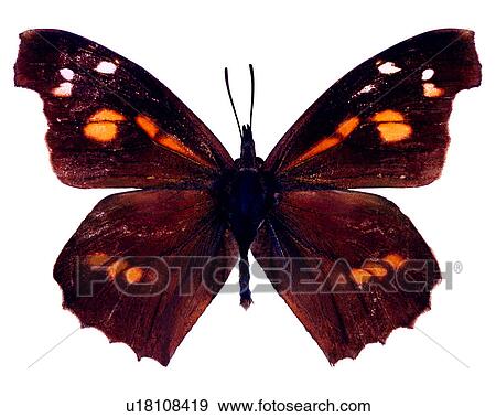 Stock Photo - Butterfly, Insects, Bugs and Insects, Libythea celtis formosana. Fotosearch