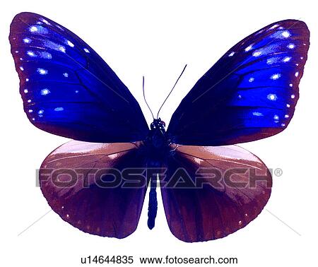 Butterfly, Insects, Bugs and Insects, Euploea mlciber View Large Photo Image Stock Photography - Butterfly, Insects, Bugs and Insects, Euploea mlciber. Fotosearch