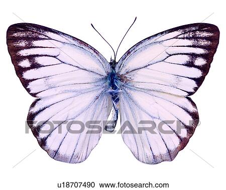 Butterfly, Insects, Cepora cornoins, Bugs and Insects View Large Photo Image Stock Image - Butterfly, Insects, Cepora cornoins, Bugs and Insects. Fotosearch