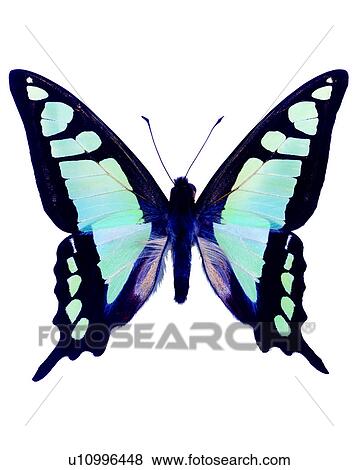 Butterfly, Insects, Graphium cloanthus, Bugs and Insects View Large Photo Image Stock Photo - Butterfly, Insects, Graphium cloanthus, Bugs and Insects. Fotosearch