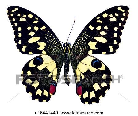 Stock Photo - Butterfly, Insects, Princeps demoleus, Bugs and Insects. Fotosearch