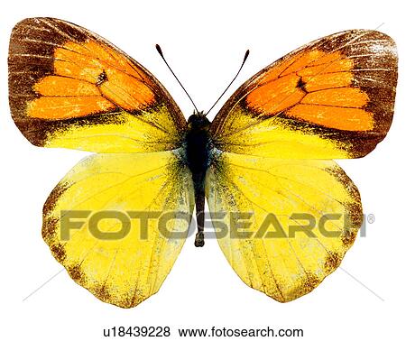 Stock Photo - Butterfly, Ixias pyrene insignis, Bugs and Insects, Insects. Fotosearch