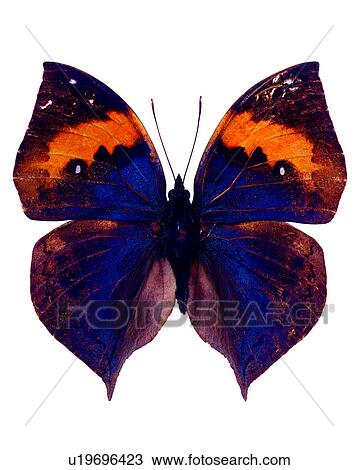Butterfly, Killima inachus formosana, Bugs and Insects, Insects View Large Photo Image Stock Image - Butterfly, Killima inachus formosana, Bugs and Insects, Insects. Fotosearch