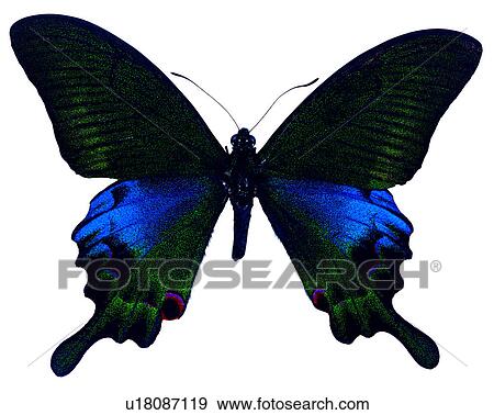 Butterfly, Papilio hopponis, Insects, Bugs and Insects View Large Photo Image Stock Photo - Butterfly, Papilio hopponis, Insects, Bugs and Insects. Fotosearch
