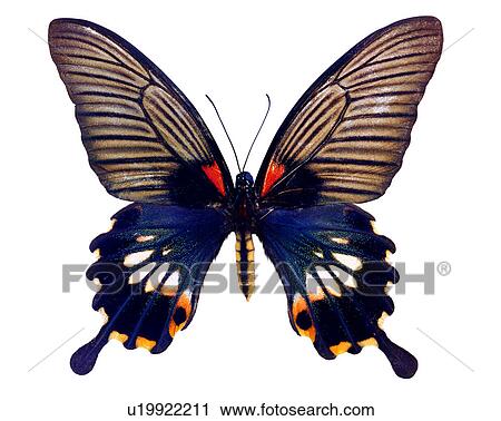 Butterfly, Papilio memnon heronus, Insects, Bugs and Insects View Large Photo Image Stock Image - Butterfly, Papilio memnon heronus, Insects, Bugs and Insects. Fotosearch