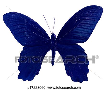 Stock Image - Butterfly, Papilio taiwanus, Bugs and Insects, Insects. Fotosearch