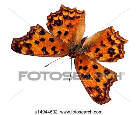 Butterfly, Polygonia caureum, Insects, Bugs and Insects View Large Photo Image Stock Image - Butterfly, Polygonia caureum, Insects, Bugs and Insects. Fotosearch