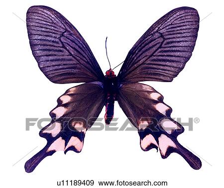 Byasa febanus, Butterfly, Insects, Bugs and Insects View Large Photo Image Stock Photo - Byasa febanus, Butterfly, Insects, Bugs and Insects. Fotosearch