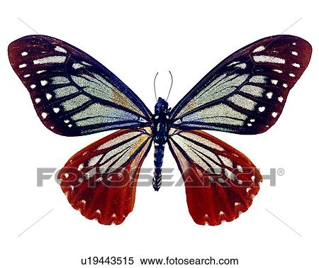 Chilasa agestor matsumurae, Insects, Butterfly, Bugs and Insects View Large Photo Image Stock Photography - Chilasa agestor matsumurae, Insects, Butterfly, Bugs and Insects. Fotosearch